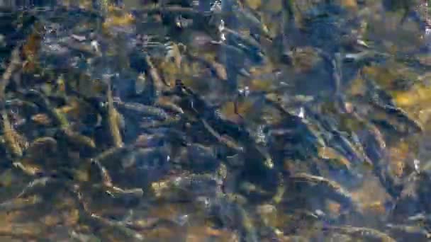 Öring Fiskar Fiskodling — Stockvideo