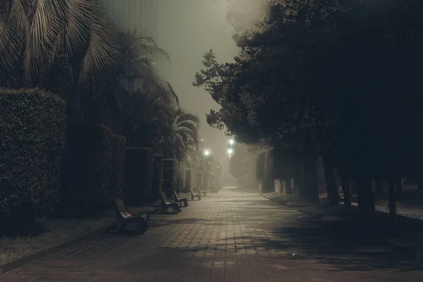 Parque Cidade Verão Noite Nevoeiro Foco Seletivo — Fotografia de Stock