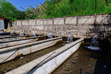 Balık çiftliğindeki havuzlarda alabalık üretimi.