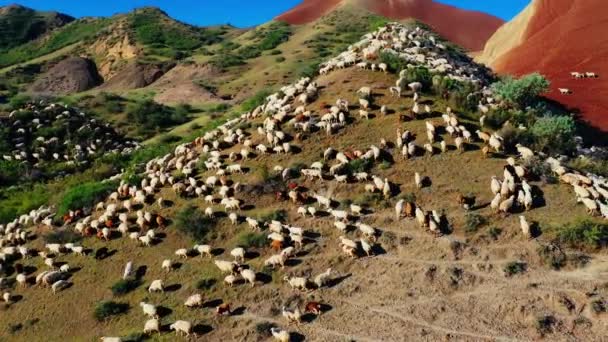 Kızıl Dağlarda Otlayan Koyun Sürüsü Insansız Hava Aracı Manzarası — Stok video