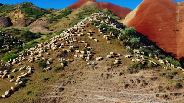 成群的羊在红山的牧场上吃草 无人驾驶飞机俯瞰着 — 图库视频影像