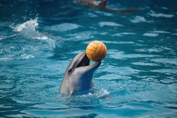 青い水のボールで遊ぶイルカ ストック写真