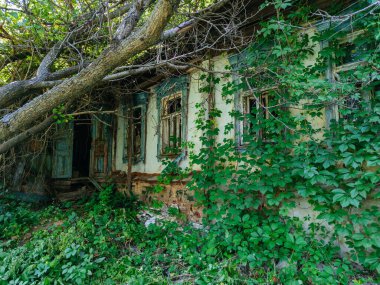 Asma üzümle kaplanmış terk edilmiş eski bir ev..