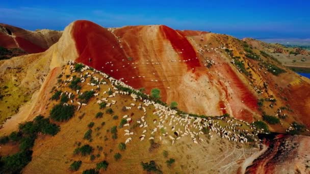 Schafherde Weidet Auf Der Weide Auf Roten Bergen Drohnen Luftaufnahme — Stockvideo