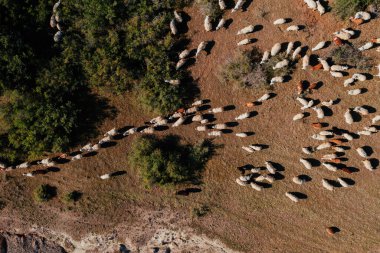 Kızıl dağlarda otlayan koyun sürüsü, insansız hava aracı manzarası.