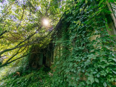 Asma üzümle kaplanmış terk edilmiş eski bir ev..
