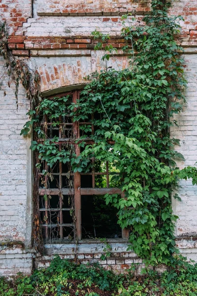 Harap olmuş terk edilmiş binanın aşırı gelişmiş penceresi