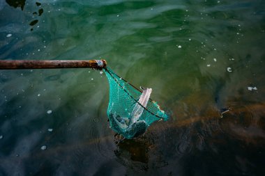 Mersin balığı ağındaki mersin balığı çiftliğinde.