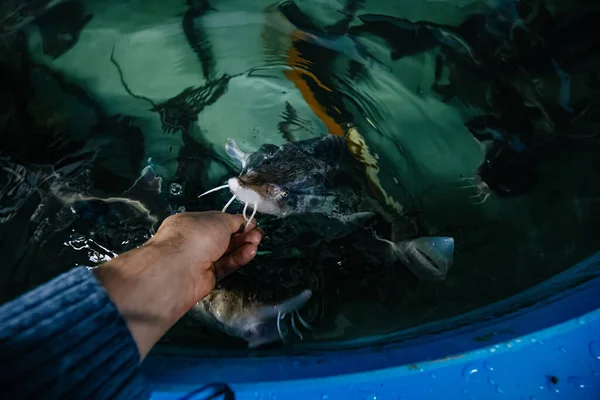 Feeding sturgeon fish with one hand in fish farm.