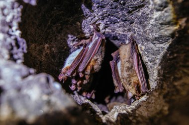 Mağarada uyuyan yarasalar kolonisi.