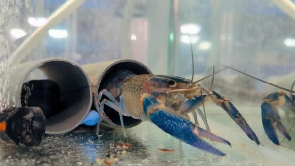 养小龙虾 水族馆中的澳大利亚蓝螃蟹 四头虾 — 图库视频影像