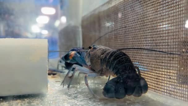 Der Anbau Von Krebsen Australischer Blauer Krebs Cherax Quadricarinatus Aquarium — Stockvideo