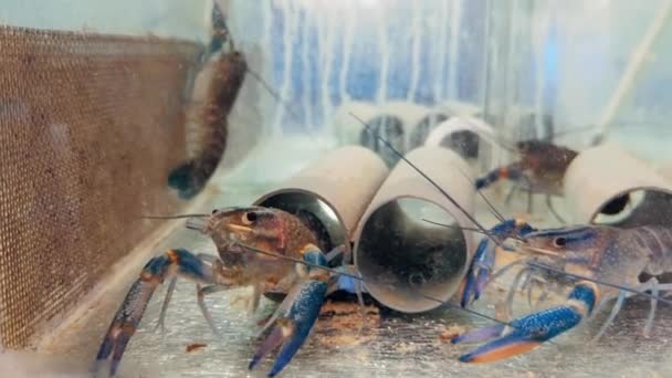 Der Anbau Von Krebsen Australischer Blauer Krebs Cherax Quadricarinatus Aquarium — Stockvideo