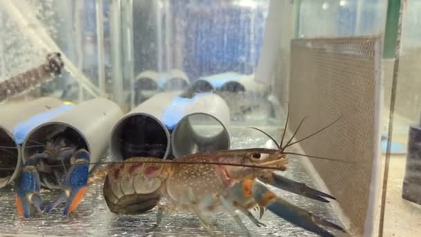 Crescimento Lagostins Crayfish Azul Australiano Cherax Quadricarinatus Aquário — Vídeo de Stock