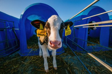 Genç Holstein Holstein buzağı çiftliğindeki mavi buzağı evinde.