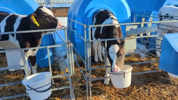 Młody Cielak Holstein Niebieskim Cielęcym Domku Farmie Pamiętników — Wideo stockowe
