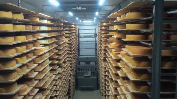 Loading Machine Working Cheese Warehouse — Stock video