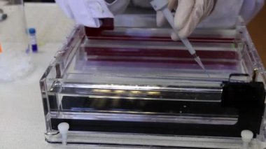 Bilim adamları DNA parçalarının elektroforez için ayrıştırılması için örnekleri agaroz jeline koyuyor..