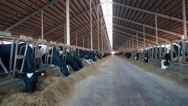 Diary Cows Modern Free Livestock Stall — Stock Video