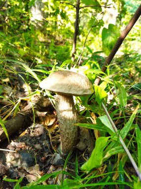 Mantarlı huş ağacı boleti. Makroyu kapat.