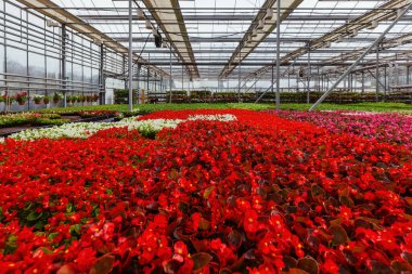 Modern hidroponik serada büyüyen kırmızı begonya çiçeği fideleri..