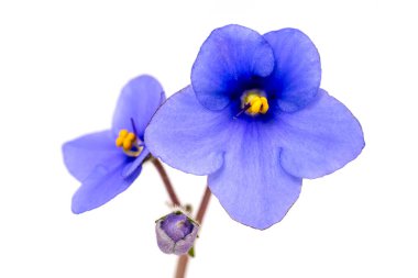 violet flowers on a white background macro