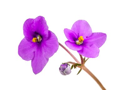 twig of red flowers on a white background