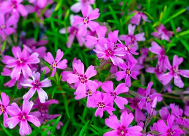 Yeşil çimlerde pembe çiçekler