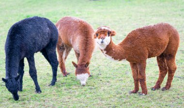 Lammas yeşil alanda yakın plan çekiyor.