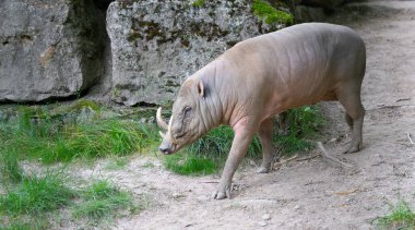 Büyük yaban domuzu yolda, yaklaşın.