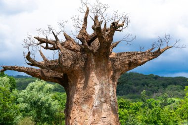 old dry tree against the sky clipart