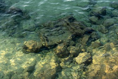 Temiz suda taşlar, makro