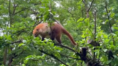 Ağaçta kırmızı bir hayvan