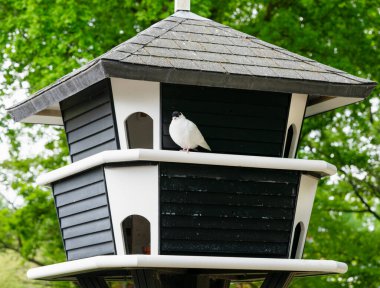 Parkta büyük bir güvercin