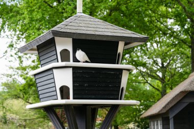 Parkta büyük bir güvercin