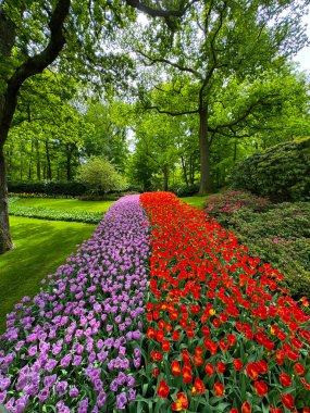 Yeşil bir tarlada güzel çiçekler