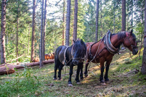 Caballos Domésticos Granja Campo Descansando Después Extraer Troncos Recién Cortados —  Fotos de Stock