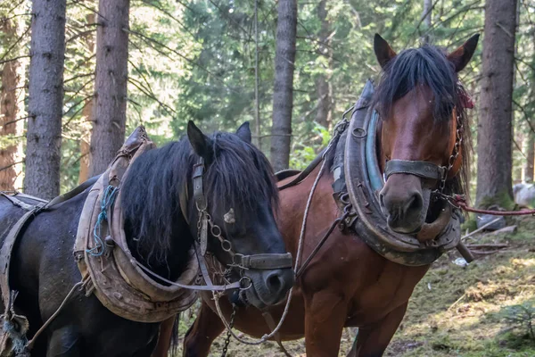 stock image Domestic horses from farm at country side having rest after pulling freshly cut logs and timber from forest to local timber factory for final production