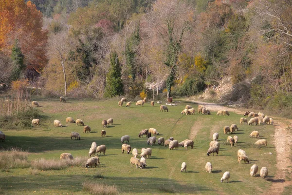 a flock of sheep grazing on a green glade by the river and a small forest in the countryside, organic food