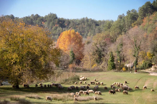 a flock of sheep grazing on a green glade by the river and a small forest in the countryside, organic food