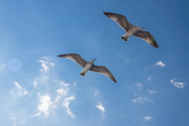 Seagulls, known as Seabird flying over the Greek shore at Aegean Sea, nearby Thessaloniki 