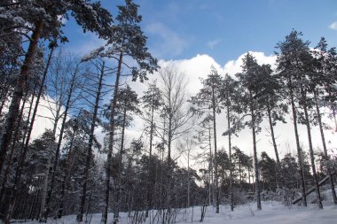 Dağlar karların altındaki orman ağaçları ve kötü hava koşulları