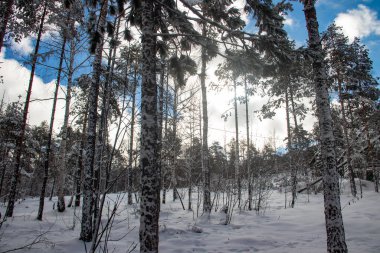 Dağlar karların altındaki orman ağaçları ve kötü hava koşulları
