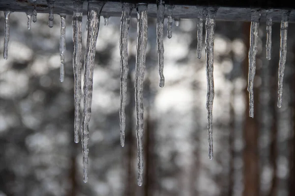Kış boyunca buz saçağı çatıdan sarkıyor.