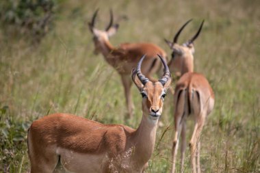 İmpala ya da rooibok (Aepyceros melampus), Imire Rhino & Wildlife Conservancy Milli Parkı 'ndaki savana otlarında dinlenen orta büyüklükteki antilop.