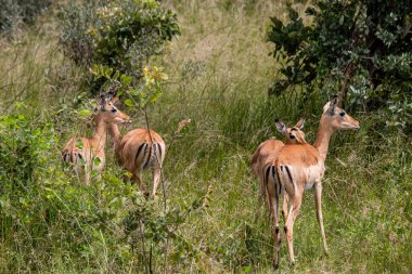 İmpala ya da rooibok (Aepyceros melampus), Imire Rhino & Wildlife Conservancy Milli Parkı 'ndaki savana otlarında dinlenen orta büyüklükteki antilop.