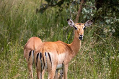 İmpala ya da rooibok (Aepyceros melampus), Imire Rhino & Wildlife Conservancy Milli Parkı 'ndaki savana otlarında dinlenen orta büyüklükteki antilop.
