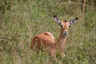 İmpala ya da rooibok (Aepyceros melampus), Imire Rhino & Wildlife Conservancy Milli Parkı 'ndaki savana otlarında dinlenen orta büyüklükteki antilop.