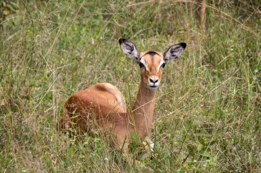 İmpala ya da rooibok (Aepyceros melampus), Imire Rhino & Wildlife Conservancy Milli Parkı 'ndaki savana otlarında dinlenen orta büyüklükteki antilop.