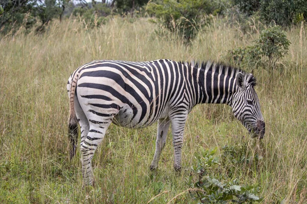 Zebra Swoim Naturalnym Środowisku Imire Rhino Wildlife Conservancy Zimbabwe Afryka — Zdjęcie stockowe